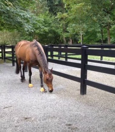 cloture pour chevaux pvc