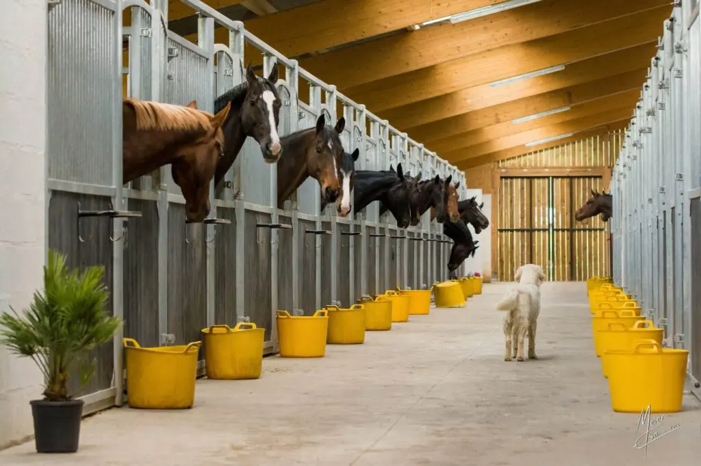 Volledig draaibare paardenboxen voorwanden