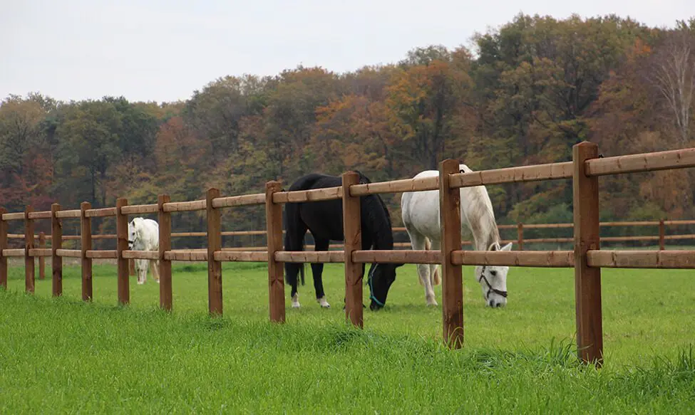 clôture-ranch-robuste-tanatone
