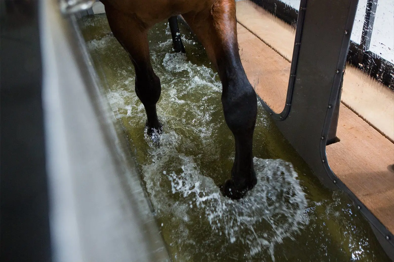 Voordelen aquatrainer paard