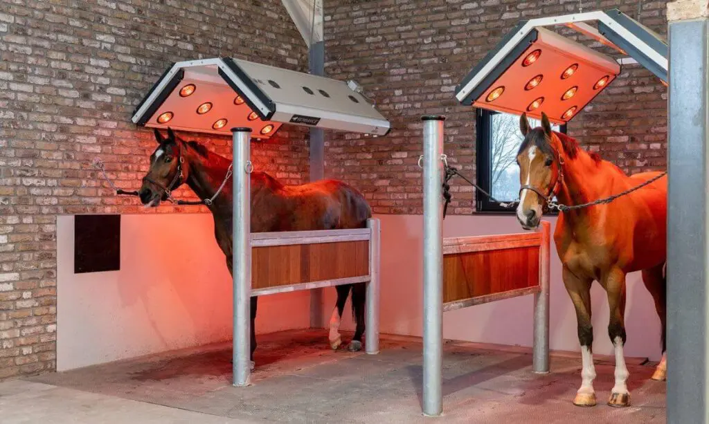 Blog avantages du solarium pour chevaux