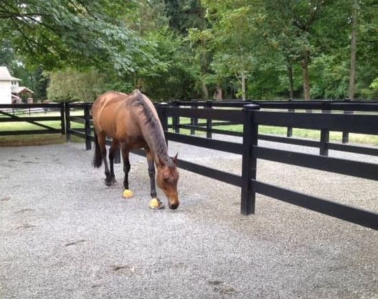 cloture pour chevaux pvc